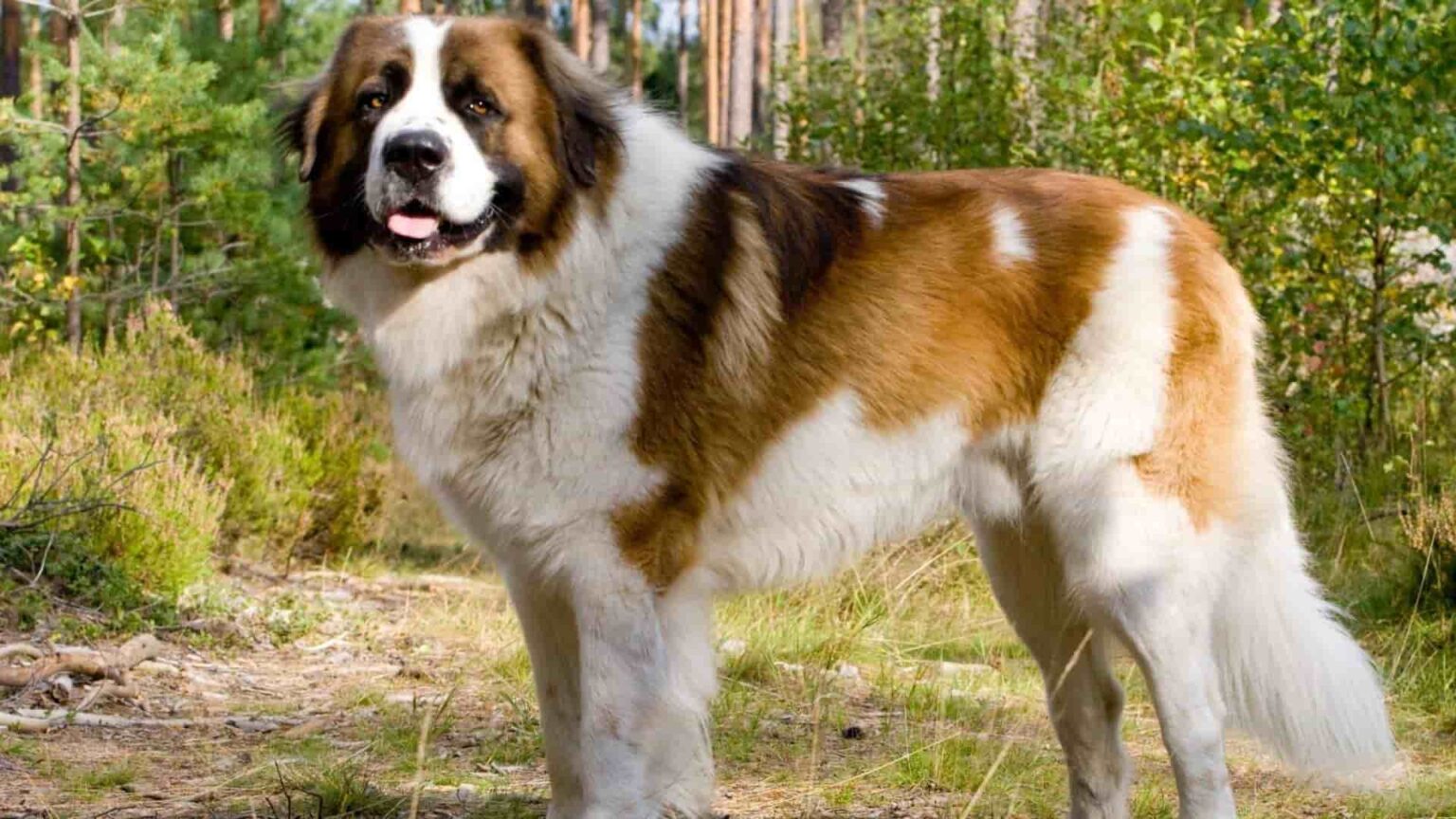 Saint Bernard Beethoven Köpek Cinsi Özellikleri ve Bakımı Zoo Blog