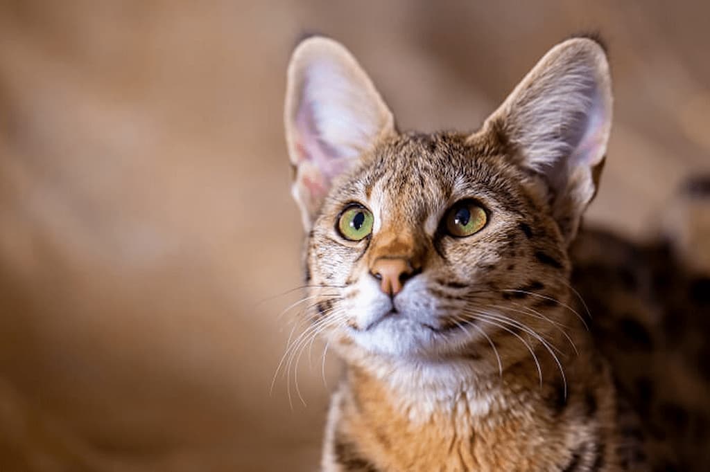 Savannah Kedi Irkı Özellikleri, Karakteri, Bakımı ve Beslenme İhtiyacı