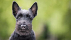 Scottish Terrier Köpek Irkı Özellikleri, Bakımı ve Beslenme