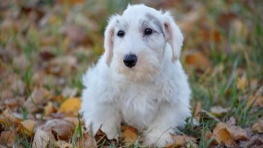 Sealyham Terrier Köpek Irkı Tüm Özellikleri, Genel Bakım ve Sağlık