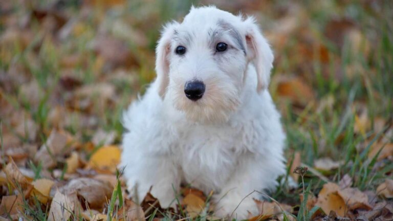 Sealyham Terrier Köpek Irkı Tüm Özellikleri, Genel Bakım ve Sağlık