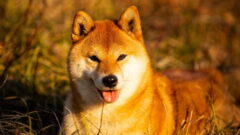 Shiba Inu Köpek Irkı Özellikleri, Bakımı ve Beslenme