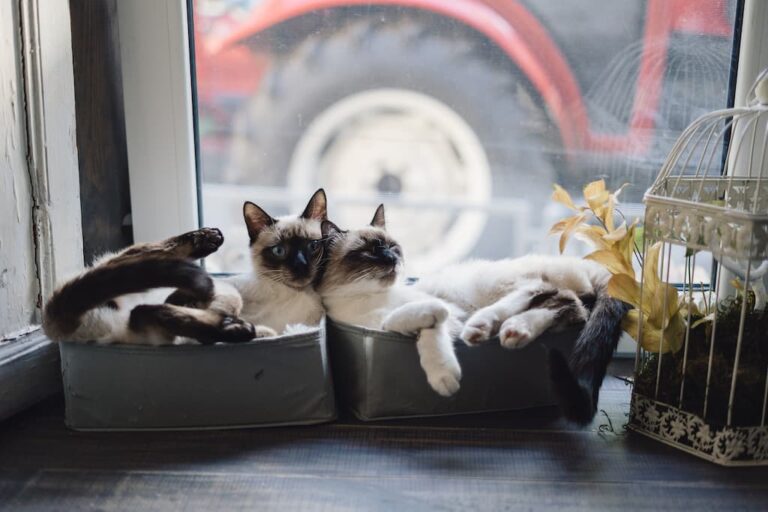 Siamese Kedi Irkı Özellikleri, Karakteri, Bakımı ve Beslenme İhtiyacı