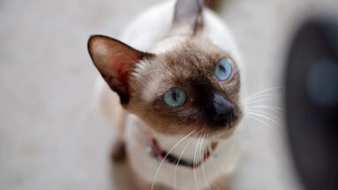 Siamese Kedi Irkı Özellikleri, Karakteri, Bakımı ve Beslenme İhtiyacı
