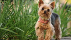 Silky Terrier Köpek Irkı Özellikleri, Bakımı ve Beslenme