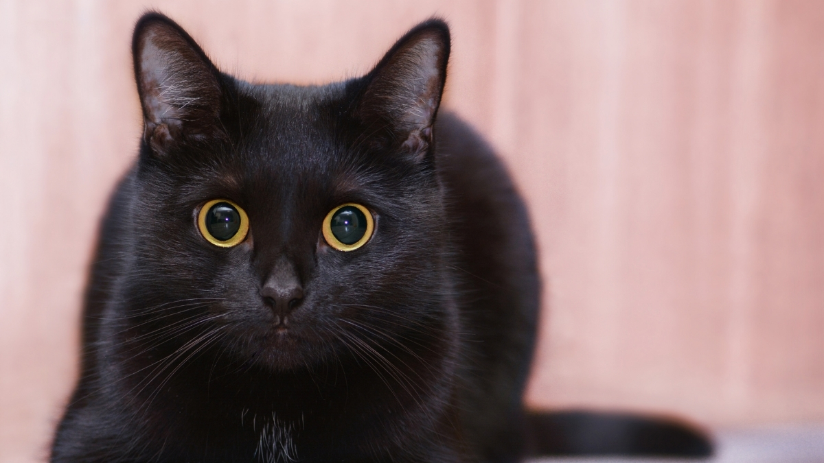 Siyah Tüylü Kedi Cinsleri Hangileridir? Siyah Tüylü Kedi Cinsleri Hangileridir?