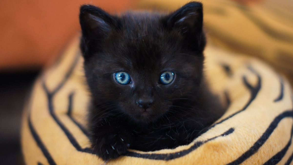 Siyah Tüylü Kedi Cinsleri Hangileridir? Siyah Tüylü Kedi Cinsleri Hangileridir?