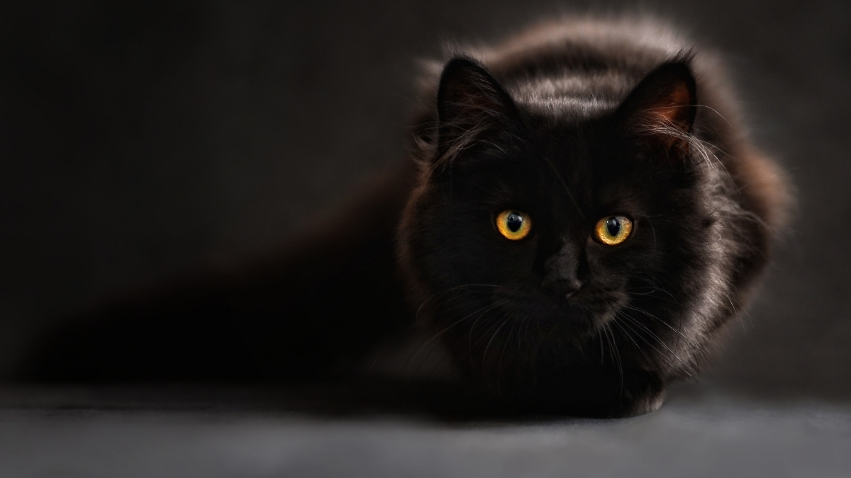 Siyah Tüylü Kedi Cinsleri Hangileridir? Siyah Tüylü Kedi Cinsleri Hangileridir?