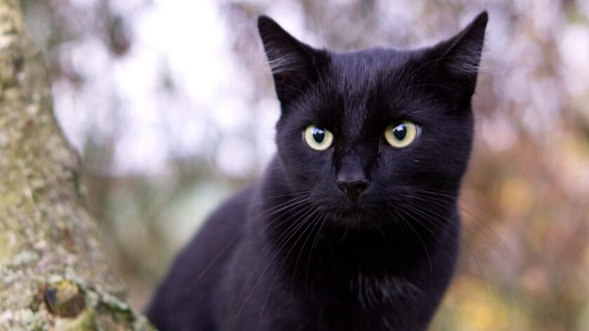 Siyah Tüylü Kedi Cinsleri Hangileridir?