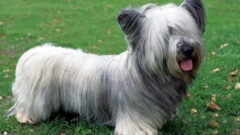 Skye Terrier Köpek Irkı Özellikleri, Bakımı ve Sağlık