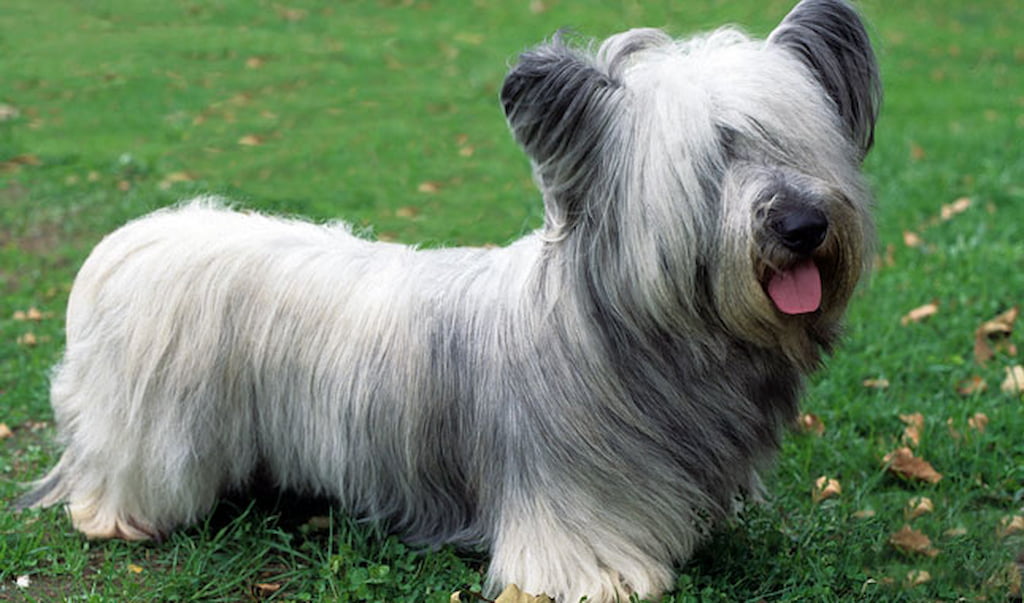 Skye Terrier Köpek Irkı Özellikleri, Bakımı ve Sağlık Zoo Blog