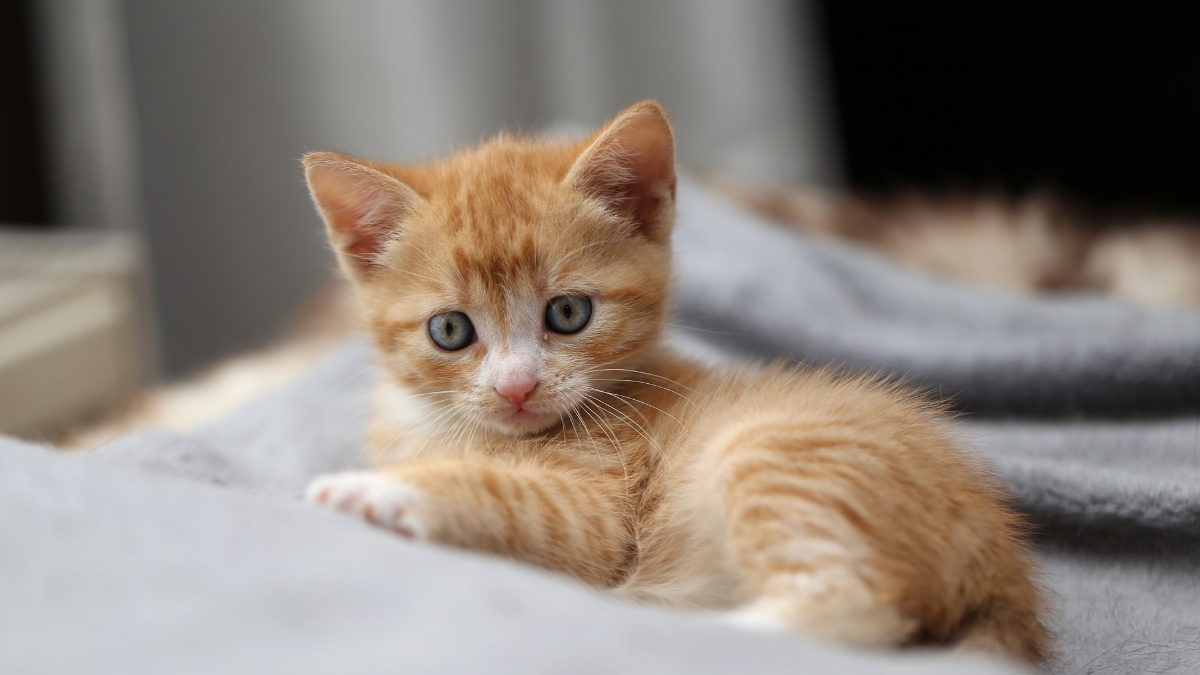 Solan Kedi Sendromu Nedir? Neden Olur? Solan Kedi Sendromu Nedir? Neden Olur?