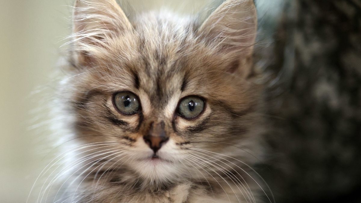 Solan Kedi Sendromu Nedir? Neden Olur? Solan Kedi Sendromu Nedir? Neden Olur?