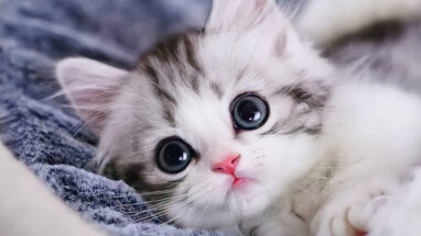 Solan Kedi Sendromu Nedir? Neden Olur?