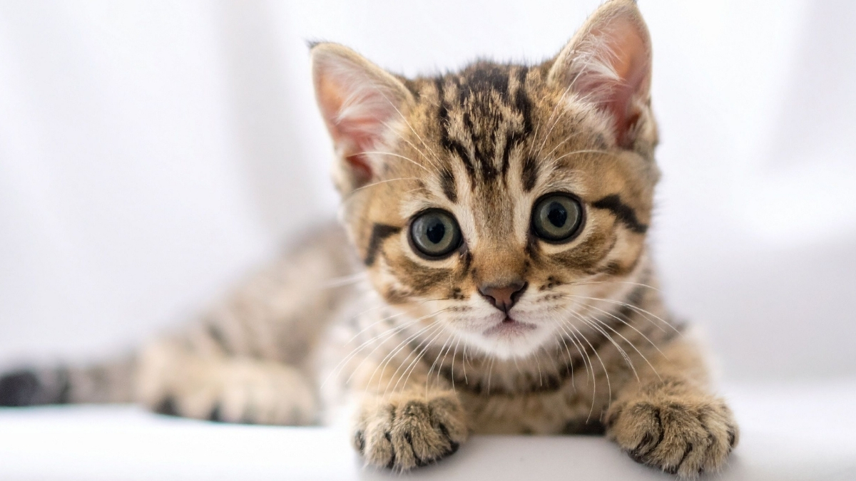 Solan Kedi Sendromu Nedir? Neden Olur? Solan Kedi Sendromu Nedir? Neden Olur?
