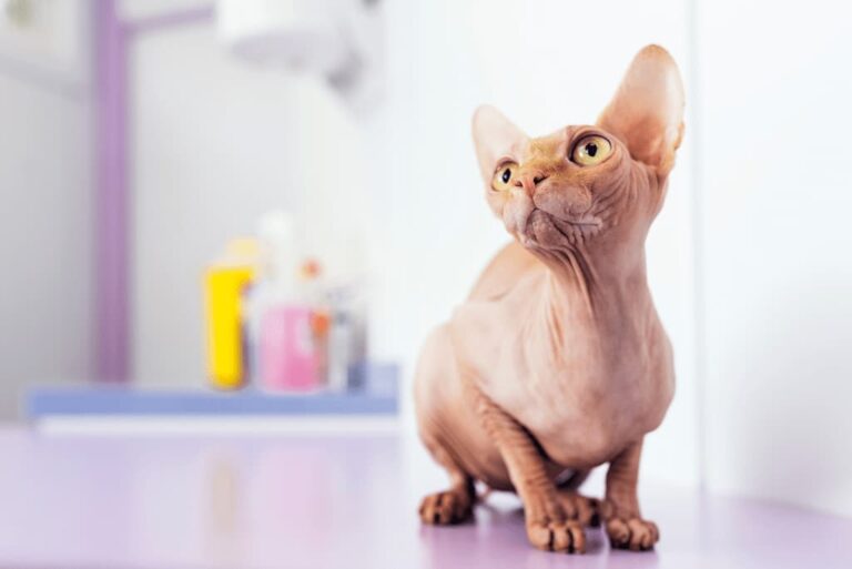 Sphynx Kedi Irkı Özellikleri, Karakteri, Bakımı ve Beslenme İhtiyacı