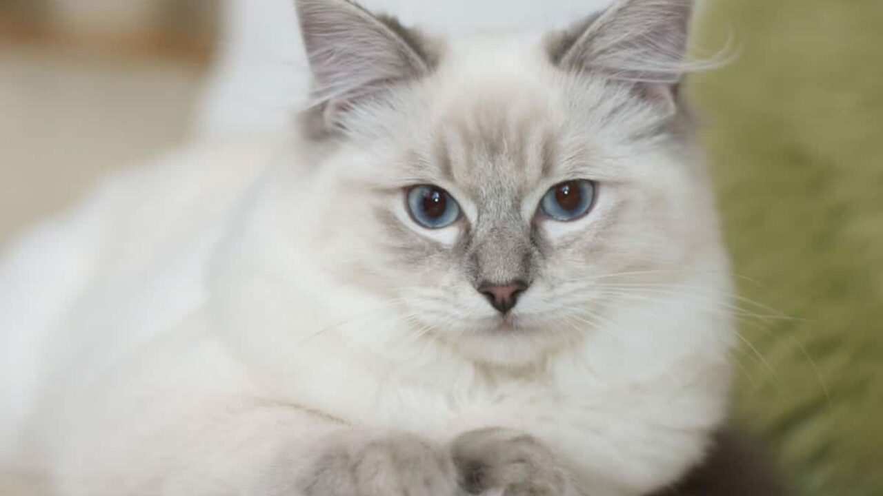 Ragdoll Kedisi ile İlgili 24 Müthiş Bilgi Zoo Blog