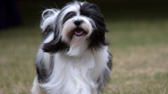 Tibetan Terrier (Tibet Teriyeri) Köpek Irkı Özellikleri, Bakımı ve Beslenme