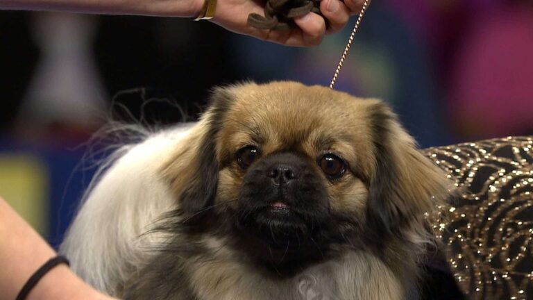 Tibetan Spaniel Köpek Irkı Özellikleri ve Bakımı