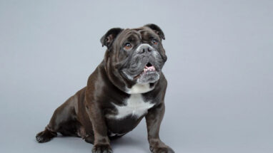 Victorian Bulldog Köpek Irkı Özellikleri, Bakımı ve Sağlık