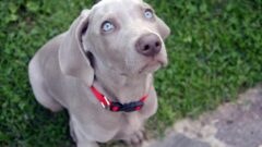 Weimaraner Köpek Irkı Özellikleri, Bakımı ve Sağlık