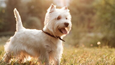 West Highland White Terrier Köpek Irkı Özellikleri, Bakımı ve Beslenme