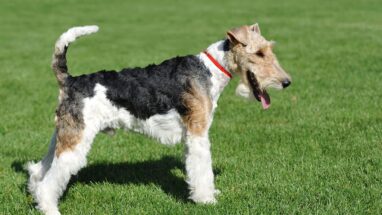 Wirehaired Fox Terrier Köpek Irkı Tüm Özellikleri, Genel Bakım ve Sağlık