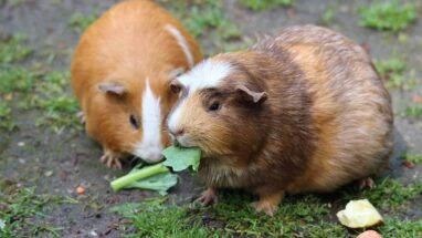 Ginepig (Gine Domuzu) Karakter Yapısı ve Genel Özellikleri