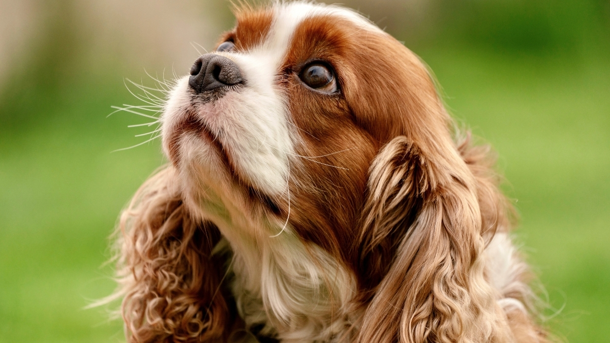 Yaşlanan Köpeklerin Beslenme İhtiyacı Değişir mi? Yaşlanan Köpeklerin Beslenme İhtiyacı Değişir mi?