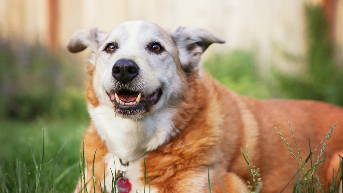 Yaşlanan Köpeklerin Beslenme İhtiyacı Değişir mi? Yaşlanan Köpeklerin Beslenme İhtiyacı Değişir mi?