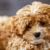Köpeklerde Osteoartrit Belirtileri ve Tedavisi