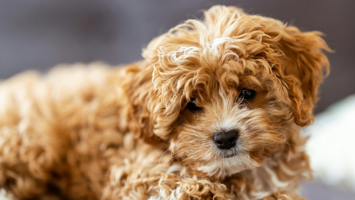 Yaşlanan Köpeklerin Beslenme İhtiyacı Değişir mi? Yaşlanan Köpeklerin Beslenme İhtiyacı Değişir mi?
