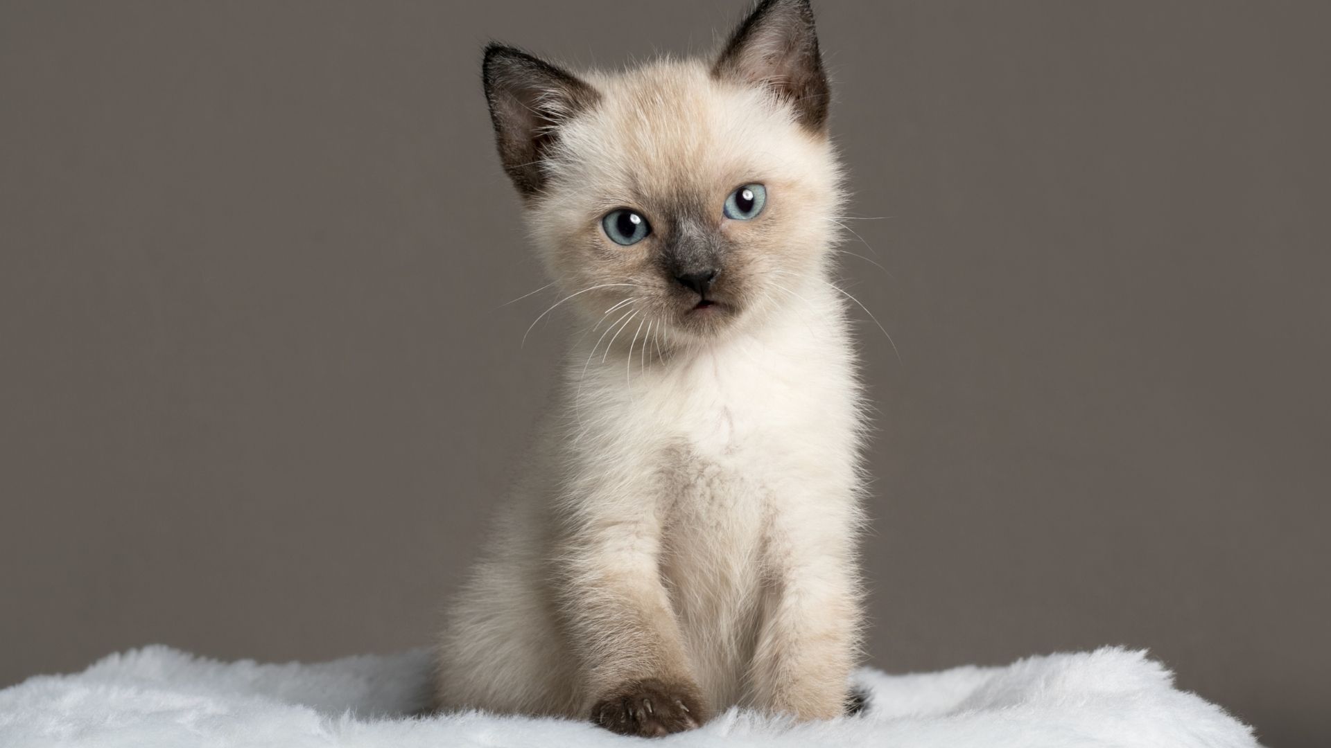 Yavru Kedi Bakımı Nasıl Olmalı?
