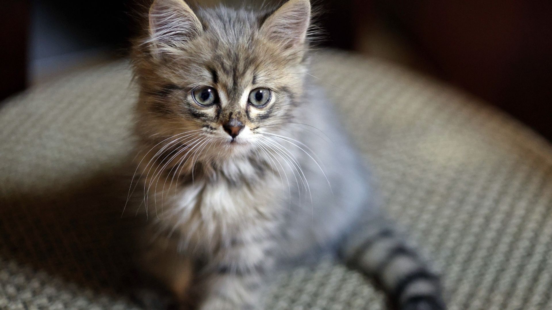 Yavru Kedi Bakımı Nasıl Olmalı?