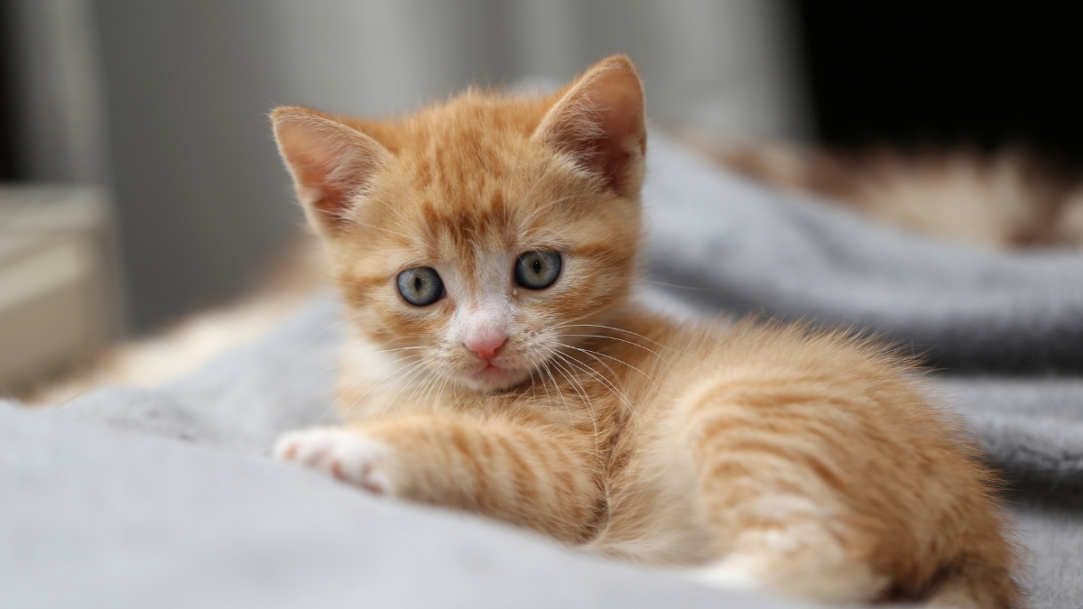 Yavru Kedi Bakımında Nelere Dikkat Edilmeli?