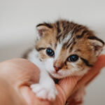 Kedi Alerjisi ve Korunma Yolları