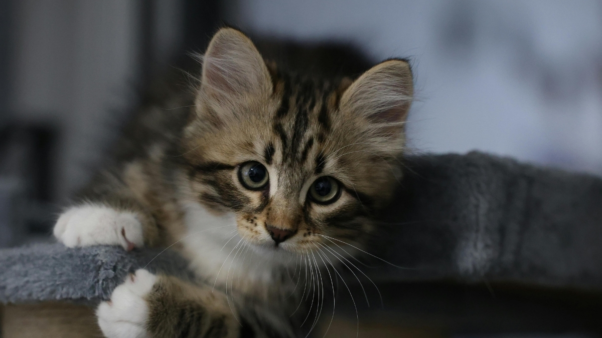 Yavru Kedi Bakımında Nelere Dikkat Edilmeli?