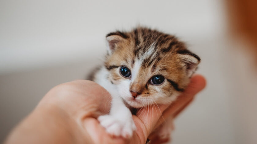 Yavru Kedi Bakımında Nelere Dikkat Edilmeli?