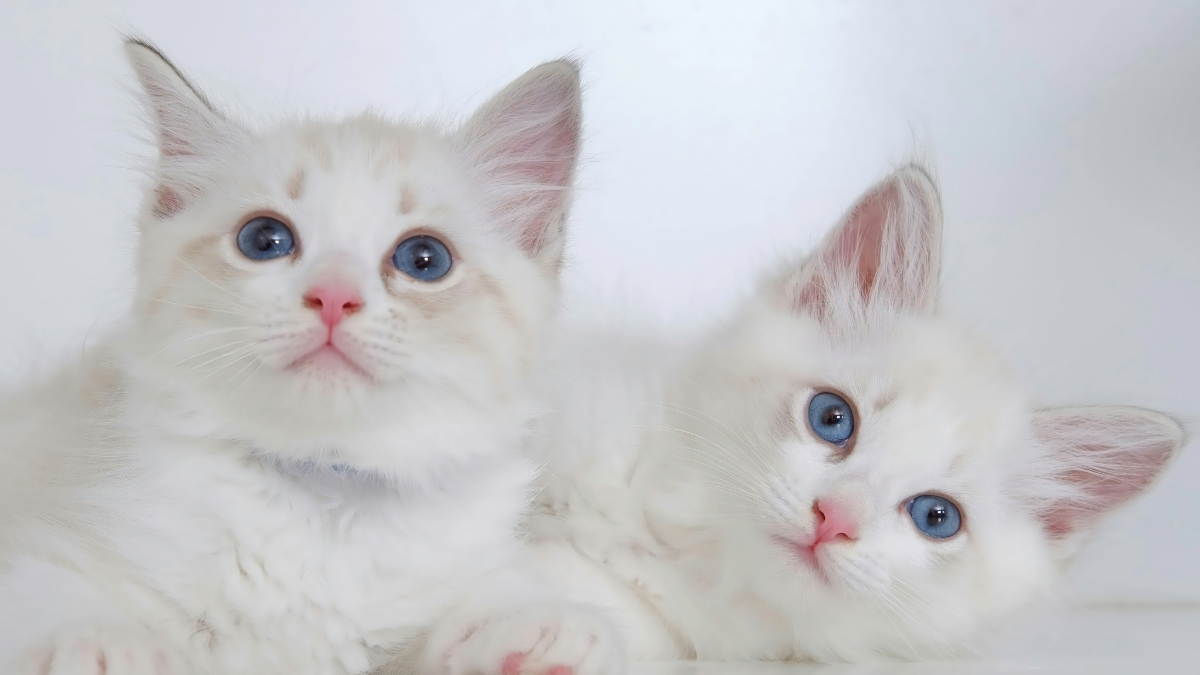 Yavru Kedi Eğitimi İçin Püf Noktalar Nelerdir?