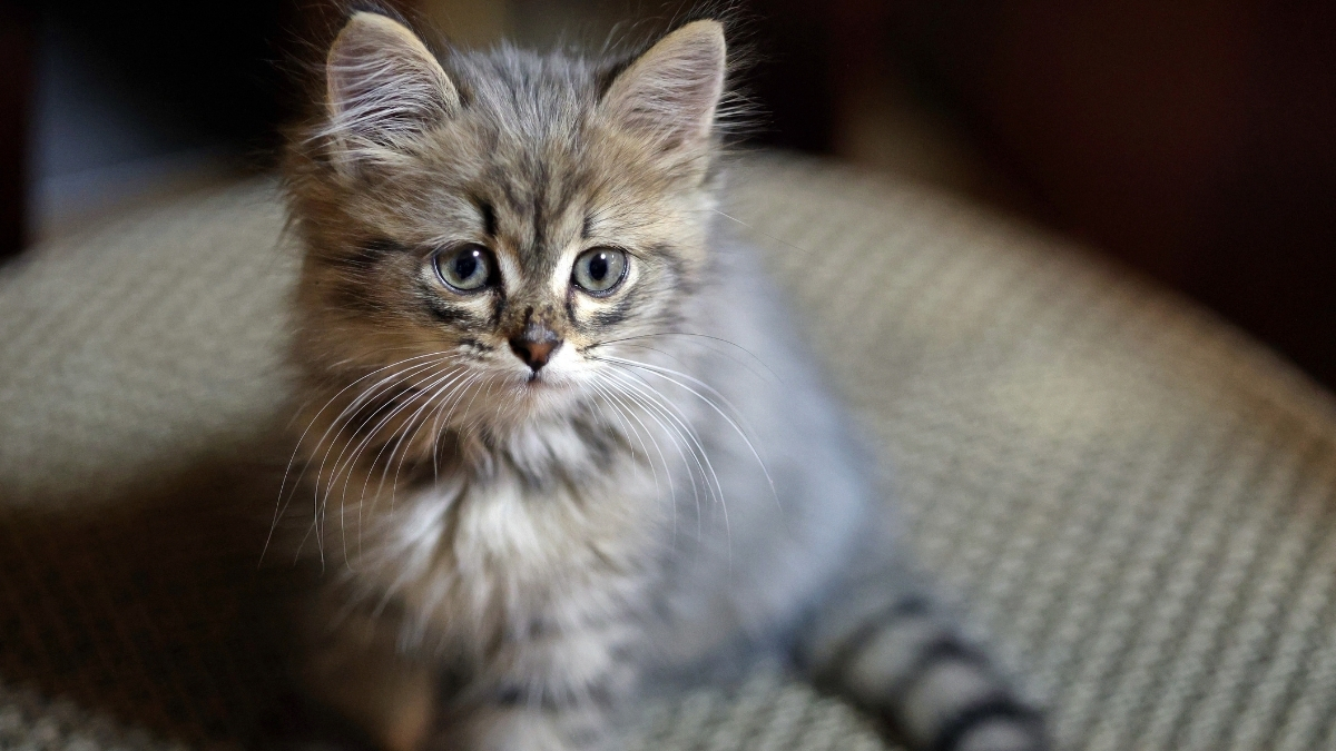 Yavru Kedi Eğitimi İçin Püf Noktalar Nelerdir?