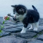 Yavru Kedi İçin Gereken Malzemeler
