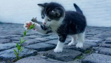 Yavru Kedi İçin Gereken Malzemeler