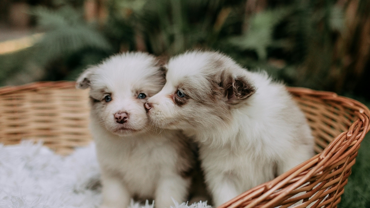 Yavru Köpek Eğitimi Nasıl Verilir? Yavru Köpek Eğitimi Nasıl Verilir?