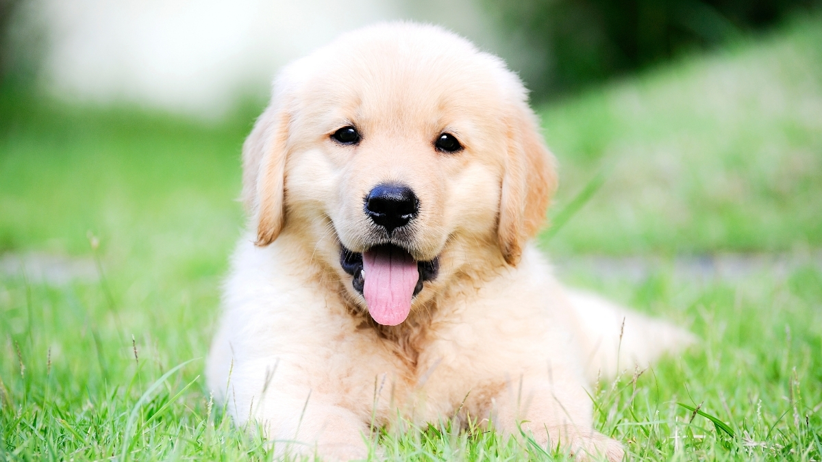 Yavru Köpek Eğitimi Nasıl Verilir? Yavru Köpek Eğitimi Nasıl Verilir?