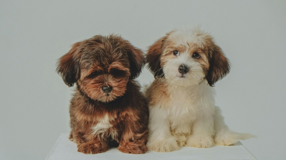 Yavru Köpek Eğitimi Nasıl Verilir? Yavru Köpek Eğitimi Nasıl Verilir?