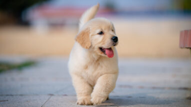 Yavru Köpek Eğitimi Nasıl Verilir?