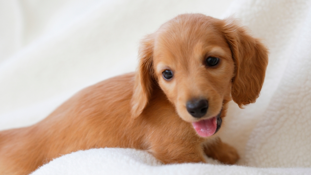 Yavru Köpek Eğitimi Nasıl Verilir? Yavru Köpek Eğitimi Nasıl Verilir?