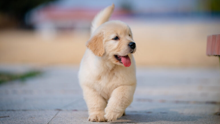 Yavru Köpek Eğitimi Nasıl Verilir?