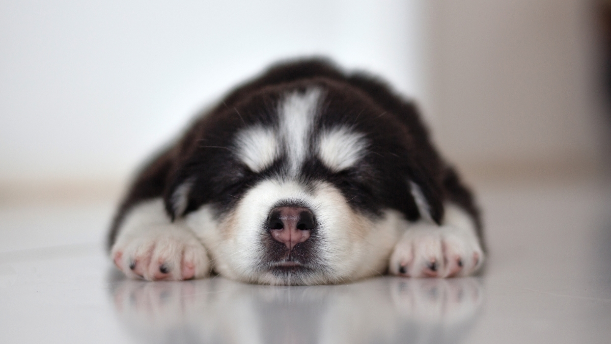 Yavru Köpekler İçin Gece Uykusu Eğitimi Nasıl Olmalıdır? Yavru Köpekler İçin Gece Uykusu Eğitimi Nasıl Olmalıdır?