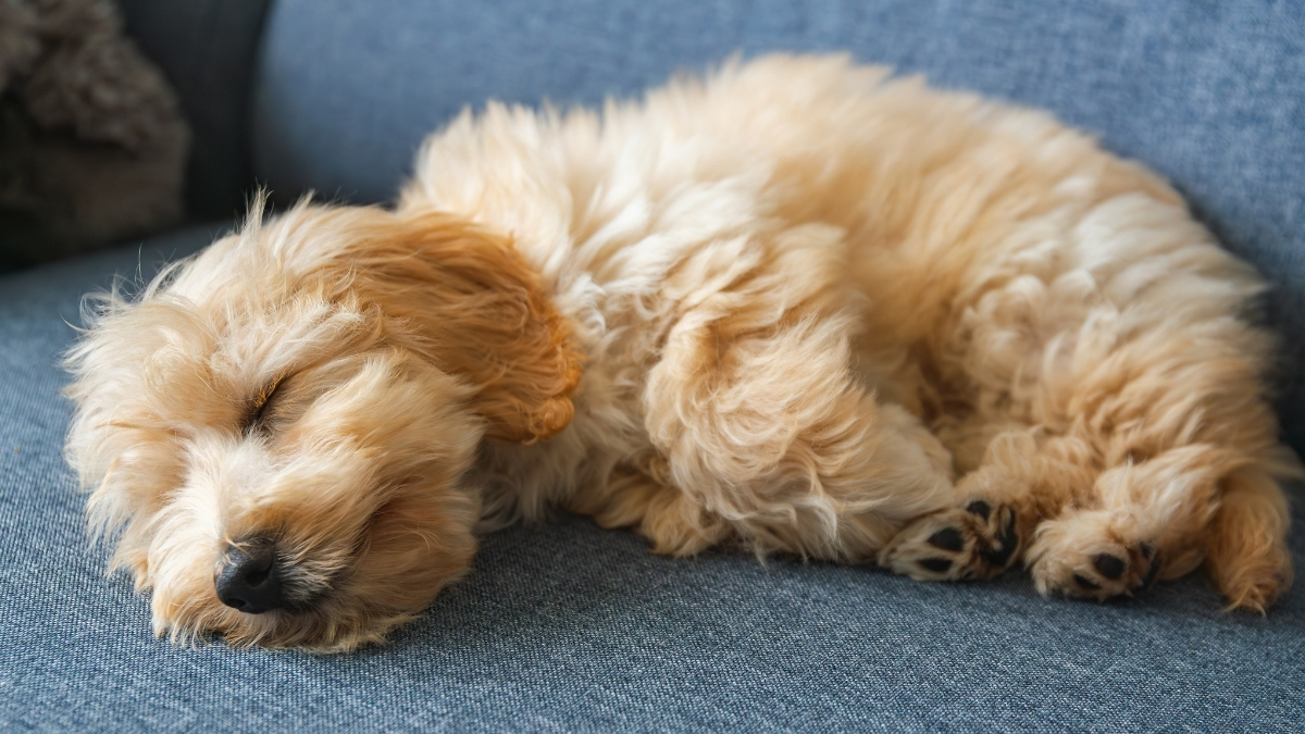 Yavru Köpekler İçin Gece Uykusu Eğitimi Nasıl Olmalıdır? Yavru Köpekler İçin Gece Uykusu Eğitimi Nasıl Olmalıdır?